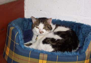 How to Choose a Cattery