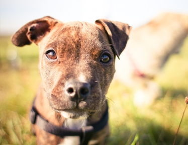 Kyla the Bull Terrier
