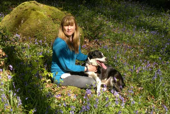 Doggy day care playtime