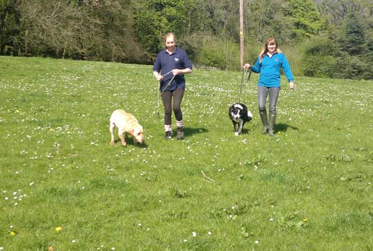 Doggy day care walks